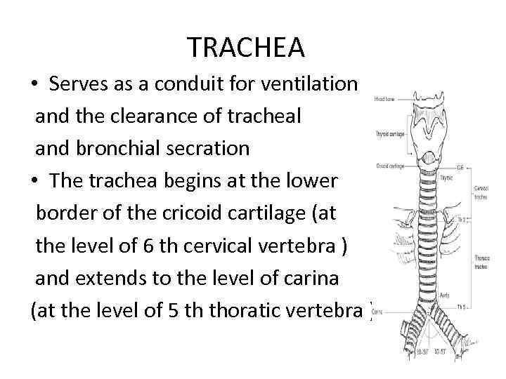 TRACHEA • Serves as a conduit for ventilation and the clearance of tracheal and