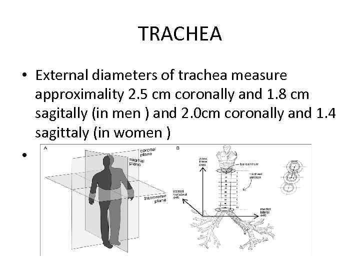 TRACHEA • External diameters of trachea measure approximality 2. 5 cm coronally and 1.