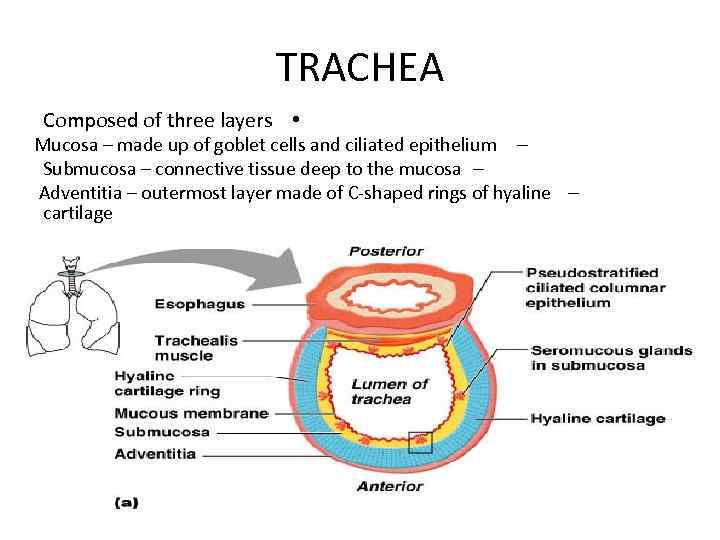 TRACHEA Composed of three layers • Mucosa – made up of goblet cells and