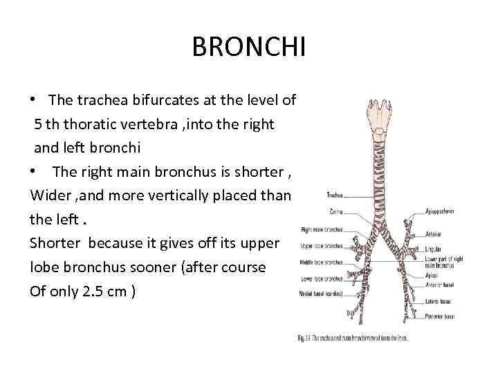 BRONCHI • The trachea bifurcates at the level of the 5 th thoratic vertebra