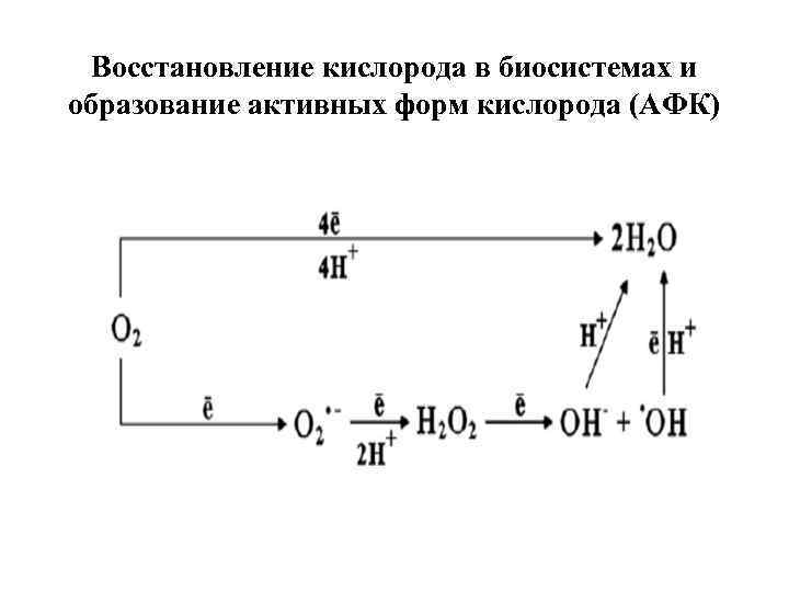 Восстановление кислорода в биосистемах и образование активных форм кислорода (АФК) 