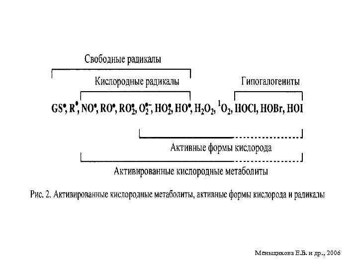 Меньщикова Е. Б. и др. , 2006 