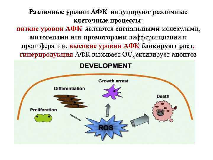 Различные уровни АФК индуцируют различные клеточные процессы: низкие уровни АФК являются сигнальными молекулами, митогенами