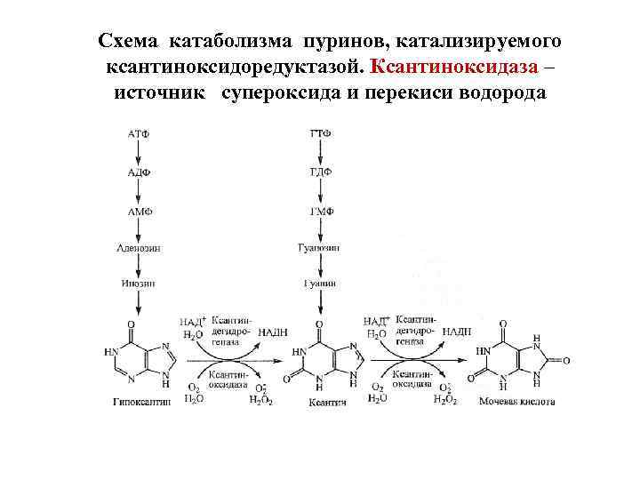 Схема катаболизма пуринов, катализируемого ксантиноксидоредуктазой. Ксантиноксидаза – источник супероксида и перекиси водорода 
