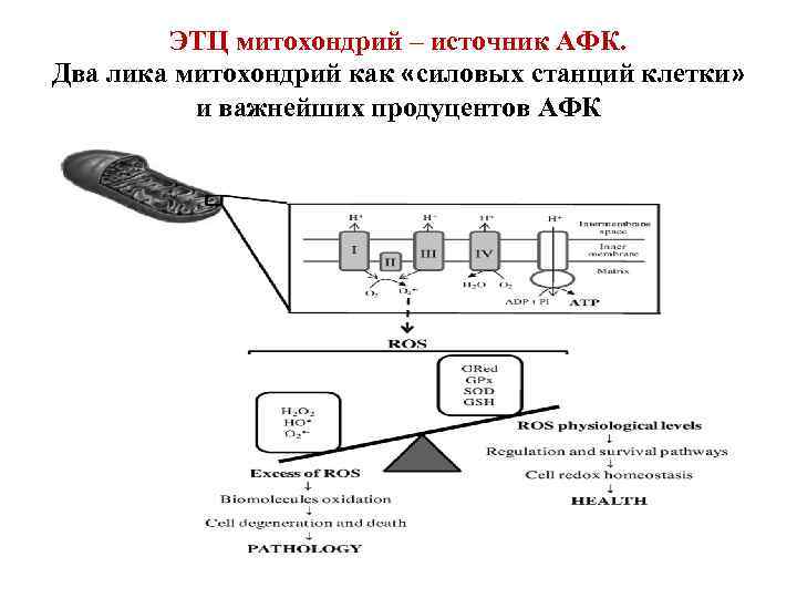 ЭТЦ митохондрий – источник АФК. Два лика митохондрий как «силовых станций клетки» и важнейших