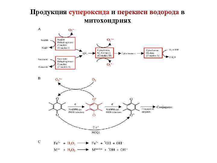 Продукция супероксида и перекиси водорода в митохондриях 