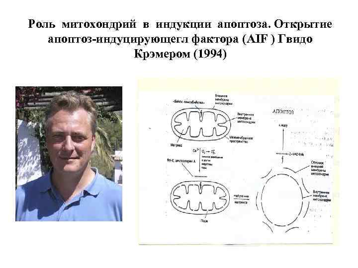 Роль митохондрий в индукции апоптоза. Открытие апоптоз-индуцирующегл фактора (AIF ) Гвидо Крэмером (1994) 