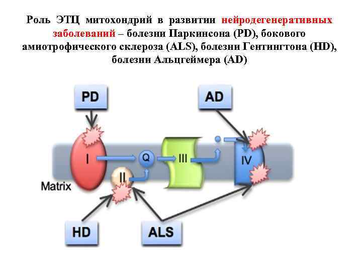 Роль ЭТЦ митохондрий в развитии нейродегенеративных заболеваний – болезни Паркинсона (PD), бокового амиотрофического склероза