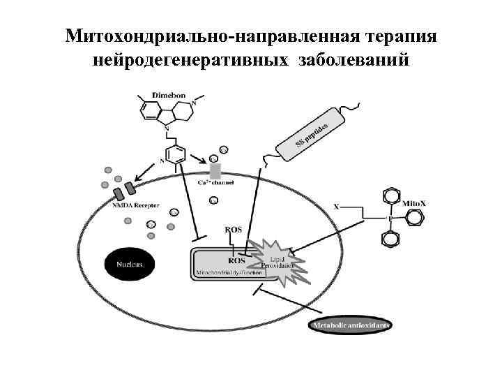 Митохондриально-направленная терапия нейродегенеративных заболеваний 