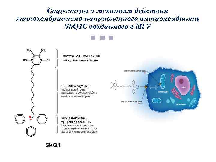 Структура и механизм действия митохондриально-направленного антиоксиданта Sk. Q 1 С сохданного в МГУ 