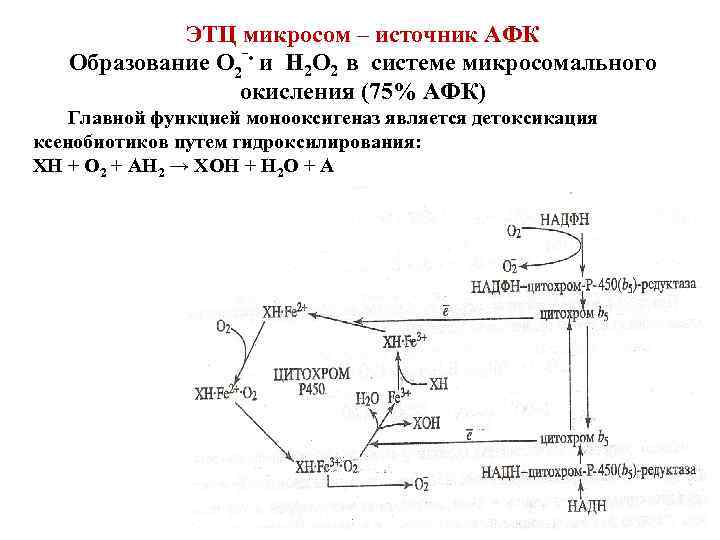 ЭТЦ микросом – источник АФК Образование О 2‾ • и Н 2 О 2