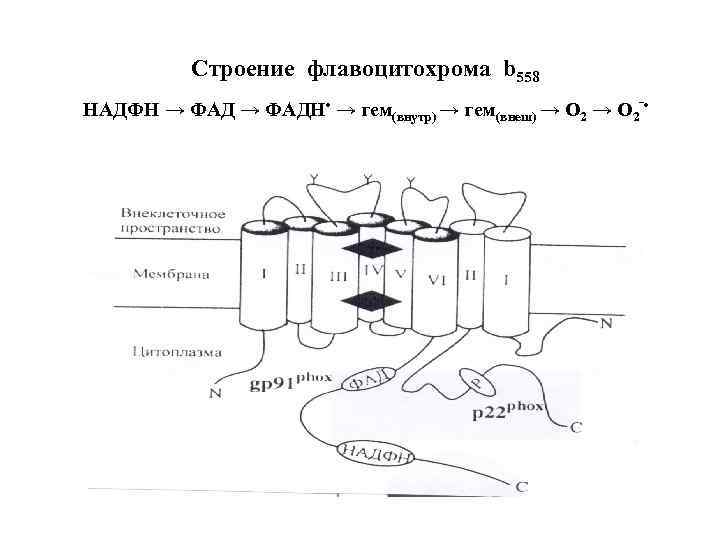 Строение флавоцитохрома b 558 НАДФН → ФАДН • → гем(внутр) → гем(внеш) → О