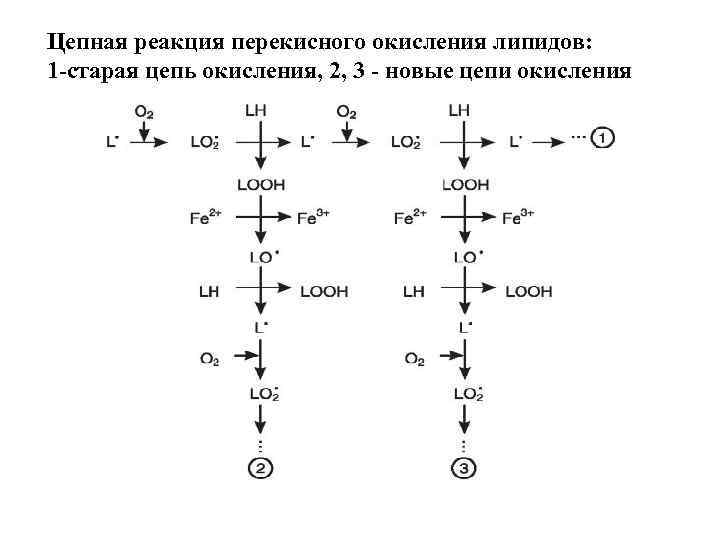 Цепная реакция перекисного окисления липидов: 1 -старая цепь окисления, 2, 3 - новые цепи