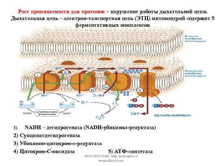 Рост проницаемости для протонов – нарушение работы дыхательной цепи. Дыхательная цепь – электрон-танспортная цепь