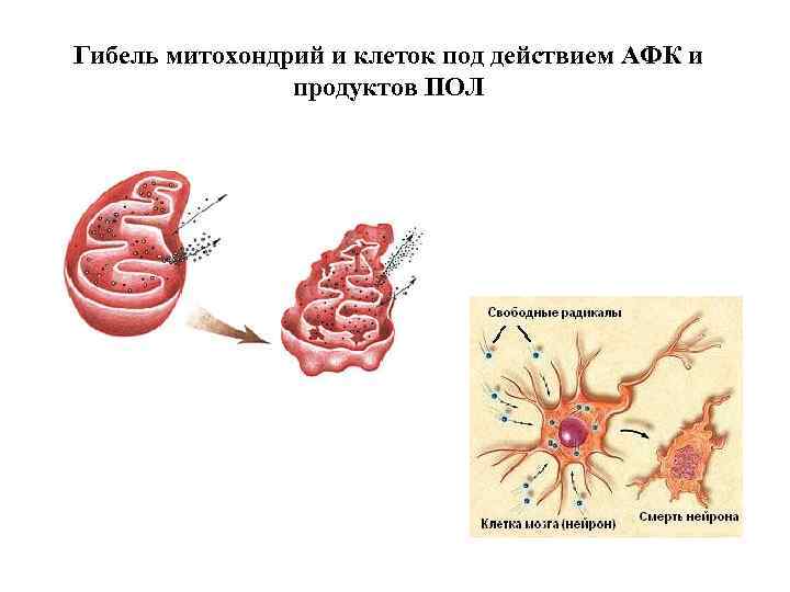 Гибель митохондрий и клеток под действием АФК и продуктов ПОЛ 