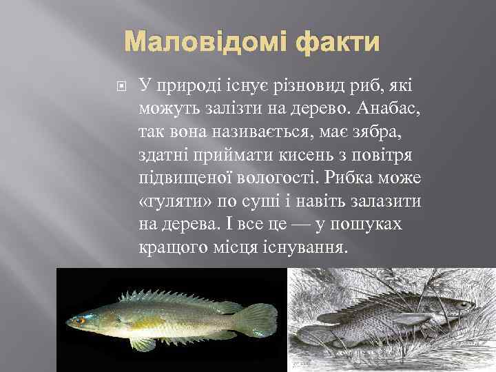 Маловідомі факти У природі існує різновид риб, які можуть залізти на дерево. Анабас, так