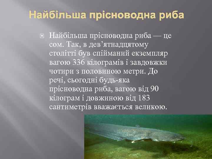 Найбільша прісноводна риба — це сом. Так, в дев’ятнадцятому столітті був спійманий екземпляр вагою