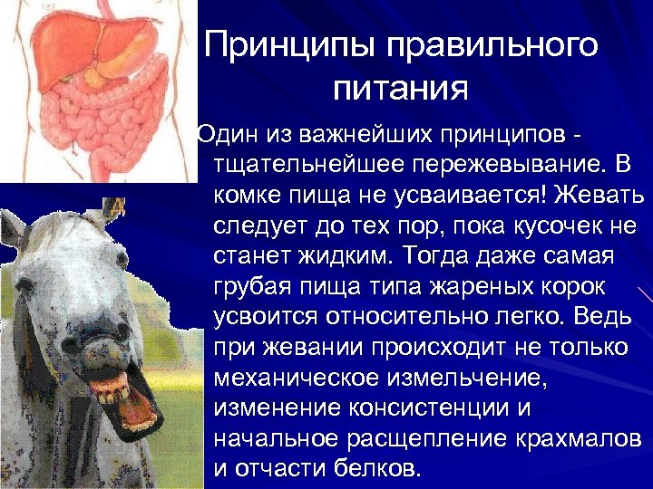 Принципы правильного питания Один из важнейших принципов тщательнейшее пережевывание. В комке пища не усваивается!