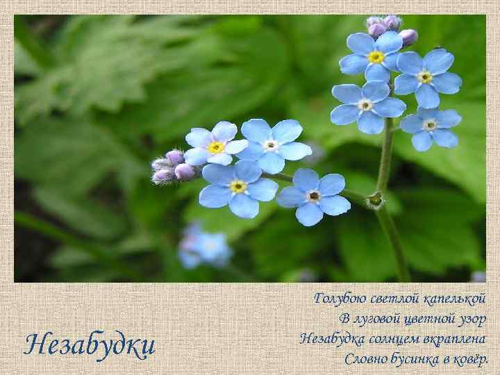 Незабудки Голубою светлой капелькой В луговой цветной узор Незабудка солнцем вкраплена Словно бусинка в