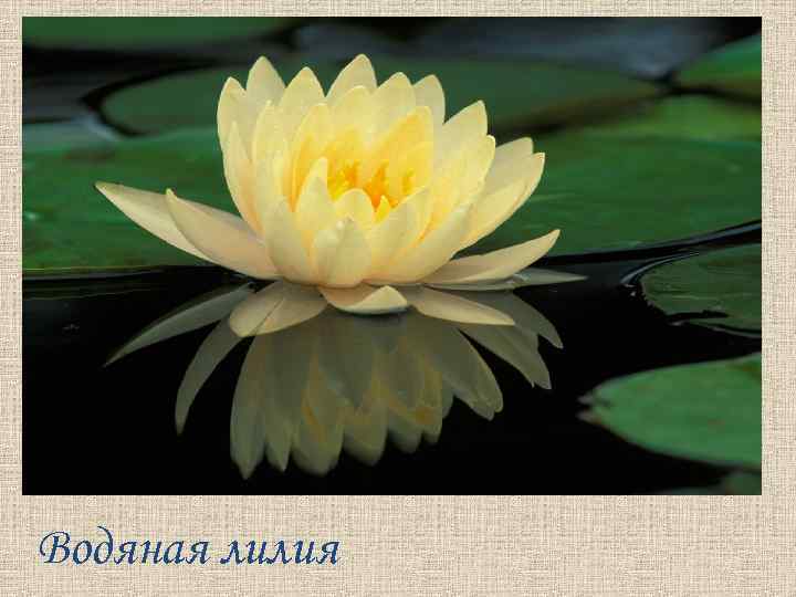 Водяная лилия 