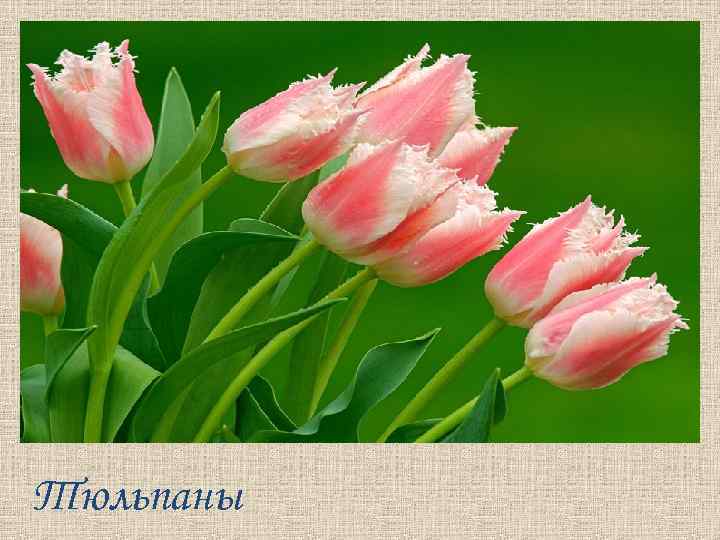 Тюльпаны 