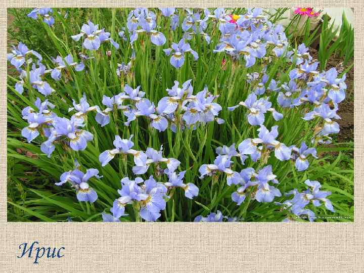 Ирис 