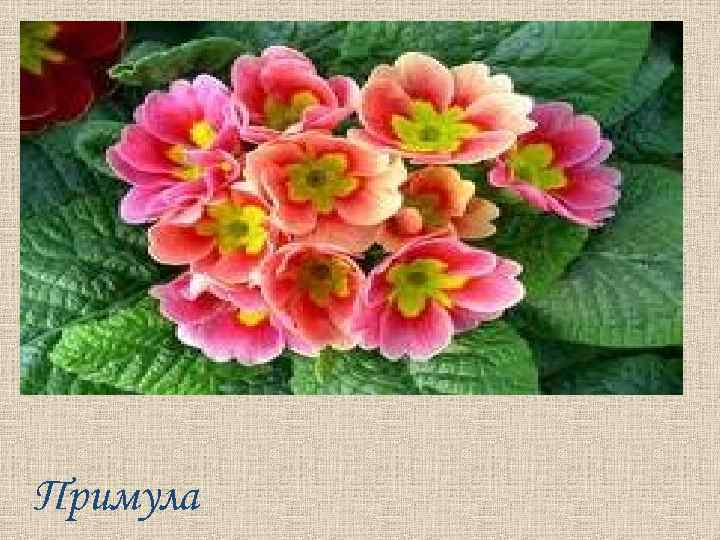 Примула 