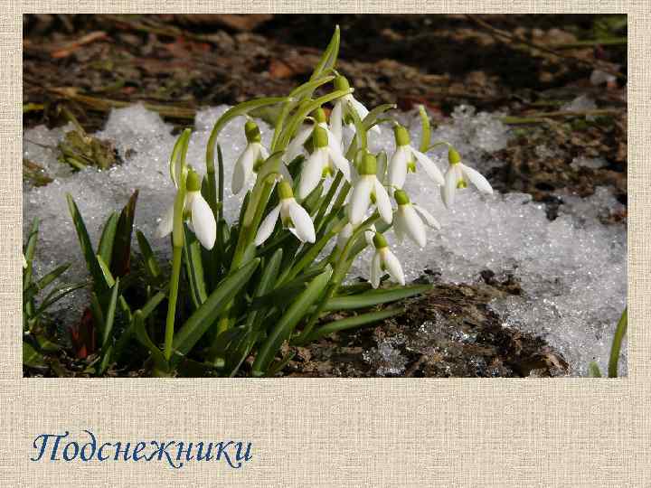 Подснежники 