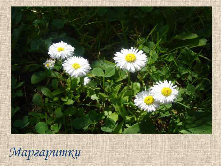 Маргаритки 