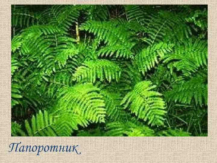 Папоротник 