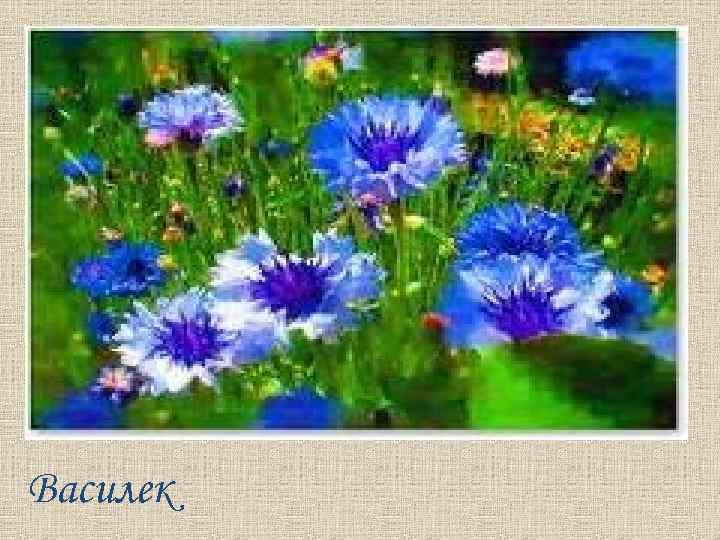 Василек 