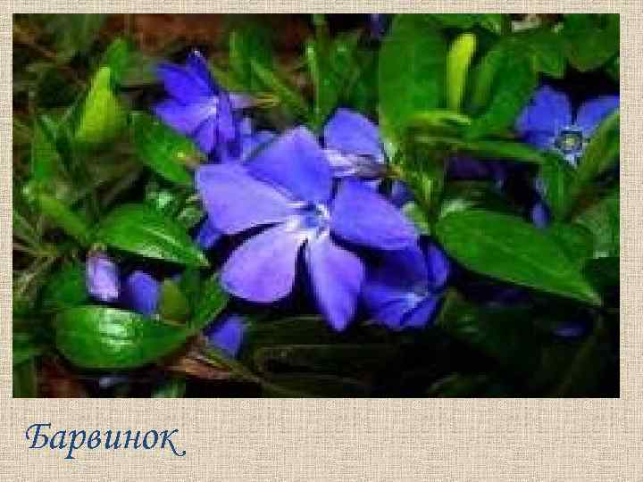 Барвинок 