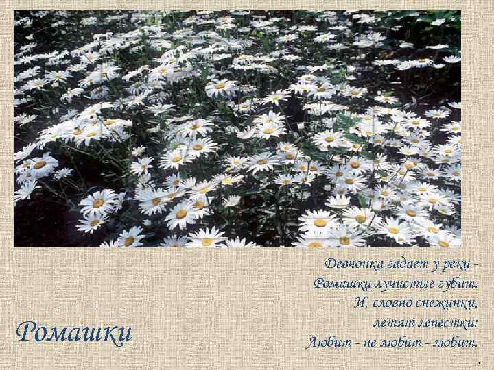 Ромашки Девчонка гадает у реки Ромашки лучистые губит. И, словно снежинки, летят лепестки: Любит