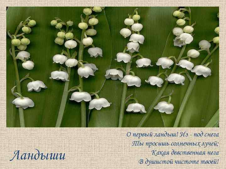 Ландыши О первый ландыш! Из - под снега Ты просишь солнечных лучей; Какая девственная
