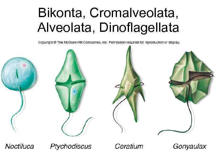 Bikonta, Cromalveolata, Alveolata, Dinoflagellata 