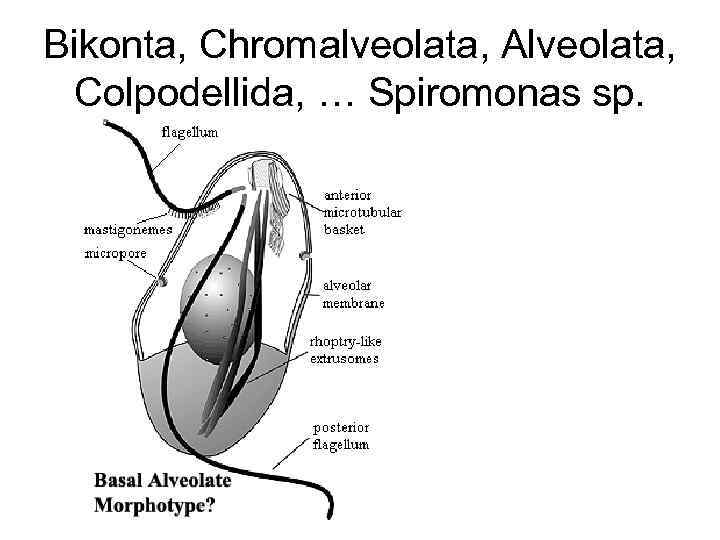 Bikonta, Chromalveolata, Alveolata, Colpodellida, … Spiromonas sp. 