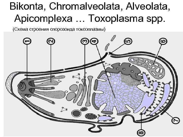 Bikonta, Chromalveolata, Apicomplexa … Toxoplasma spp. (Схема строения спорозоида токсоплазмы) 