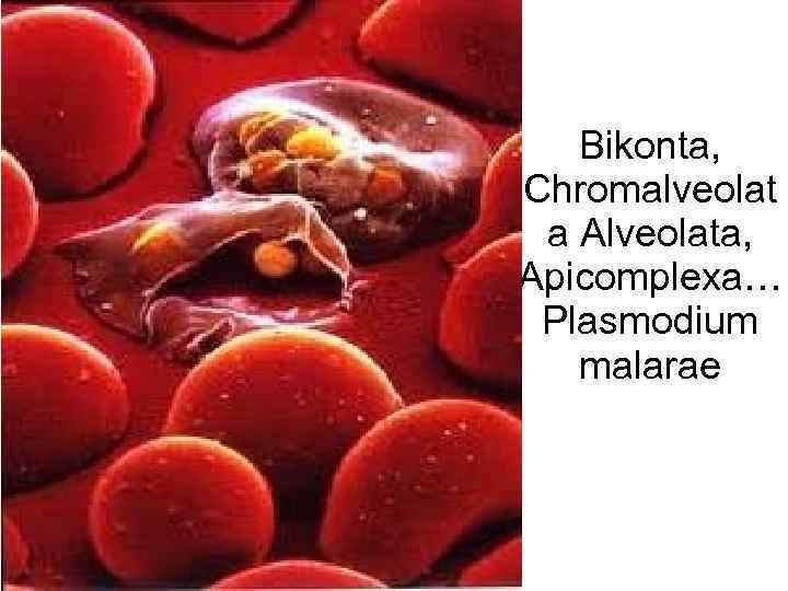 Bikonta, Chromalveolat a Alveolata, Apicomplexa… Plasmodium malarae 