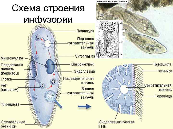 Схема строения инфузории 