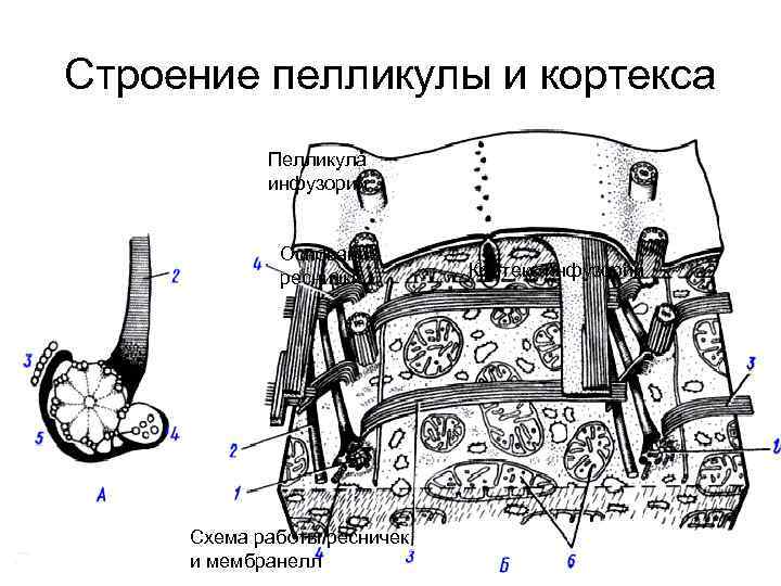 Строение пелликулы и кортекса Пелликула инфузорий Основание реснички Схема работы ресничек и мембранелл Кортекс