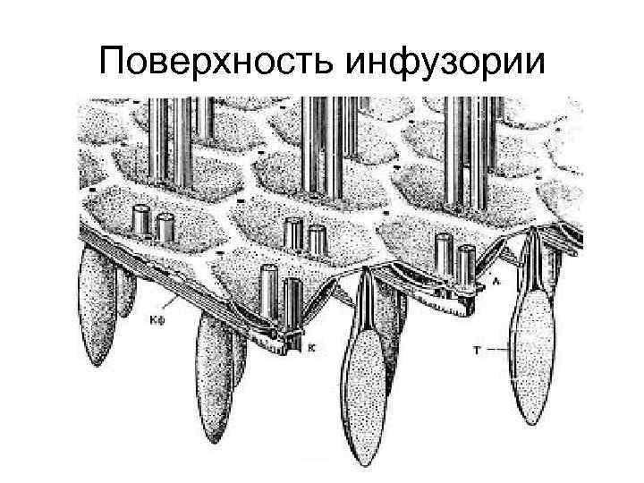 Поверхность инфузории 