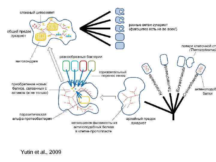 Yutin et al. , 2009 