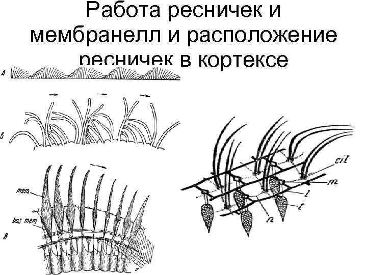 Работа ресничек и мембранелл и расположение ресничек в кортексе 