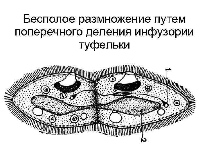 Бесполое размножение путем поперечного деления инфузории туфельки 