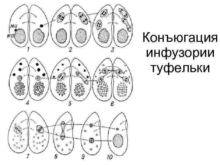 Конъюгация инфузории туфельки 