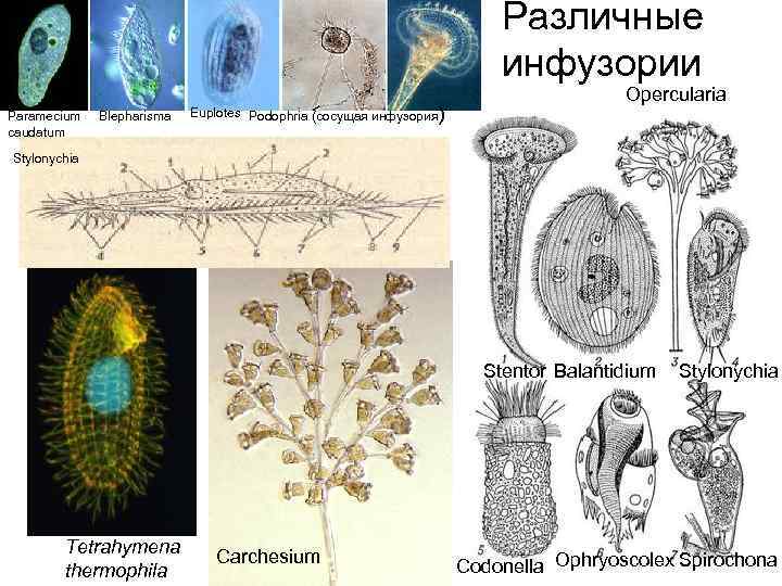 Различные инфузории Paramecium caudatum Blepharisma Euplotes Podophria (сосущая инфузория) Opercularia Stylonychia Stentor Balantidium Tetrahymena