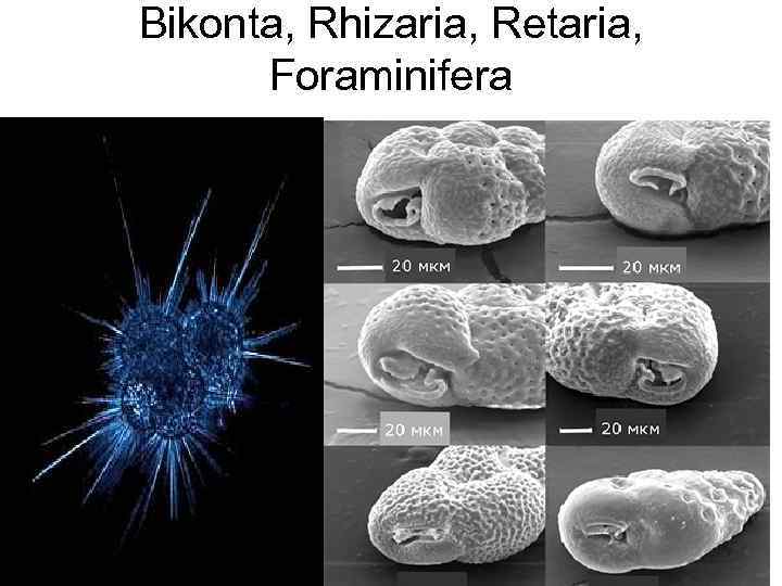 Ризарии представители. Retaria. Империя Cellulata. Bikonta систематика.