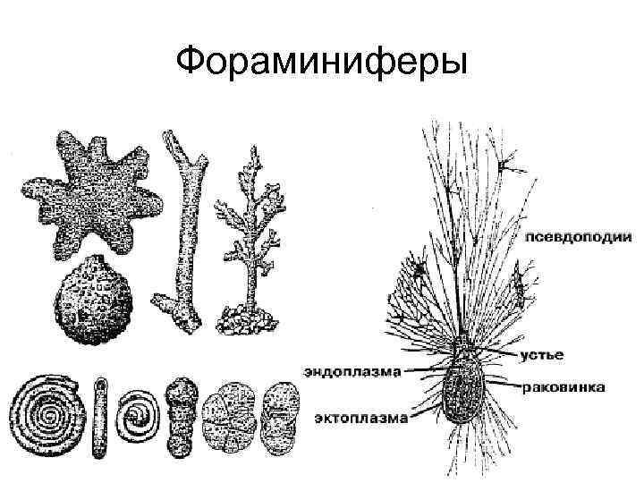 Фораминиферы 