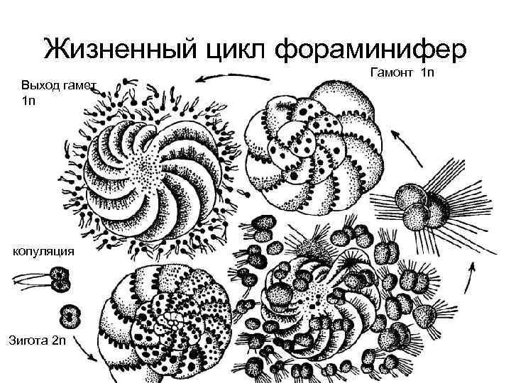 Жизненный цикл фораминифер Выход гамет 1 n копуляция Зигота 2 n Гамонт 1 n