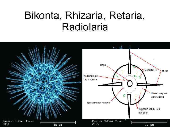 Bikonta, Rhizaria, Retaria, Radiolaria 